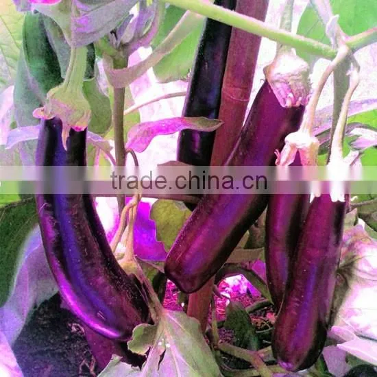 MarsHydro LED Grow Light Manufacturer,High Qualified Grow LED Commercial Grow LED Lights, Hydroponic Grow Bar for Grow Projects photo-3