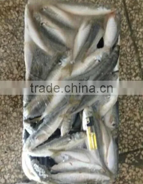 Frozen Horse Mackerel Fish photo-4