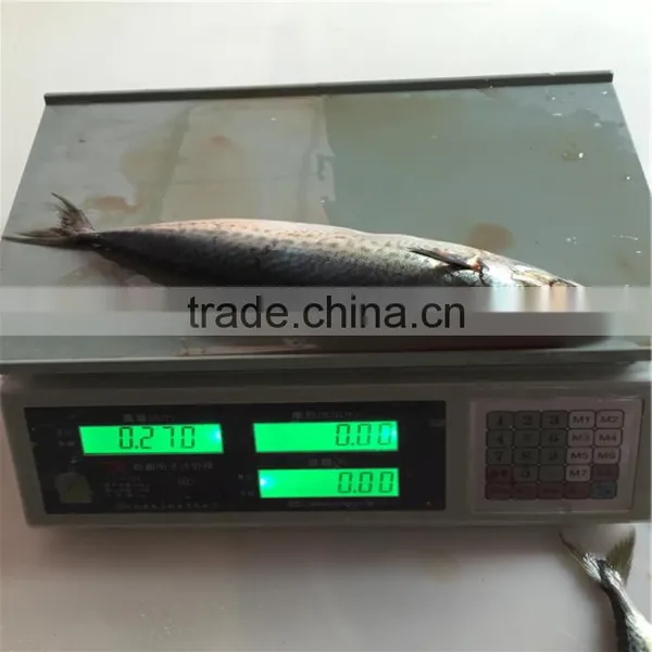 Fresh Catch Seafood of Mackerel Fresh and Frozen Mackerel Saba Exports photo-1