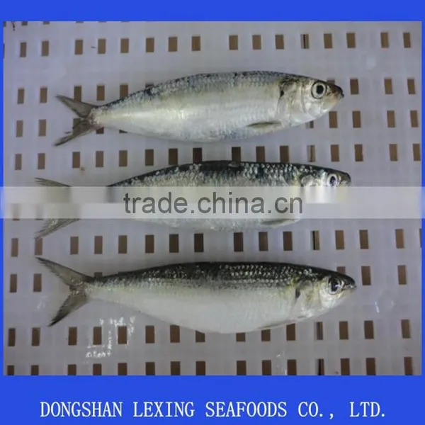 High Quality Frozen Sardine Fish photo-2