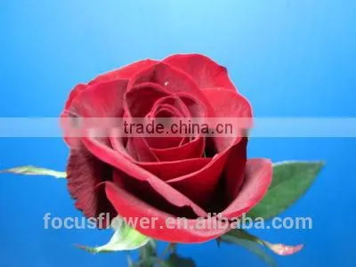 on Line Shopping Fresh From Kenya Rose Flower Anthurium for Banquets photo-6