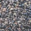 Buckwheat