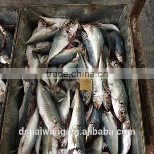 Frozen B Grade Trachurus Japonicus for Feeding