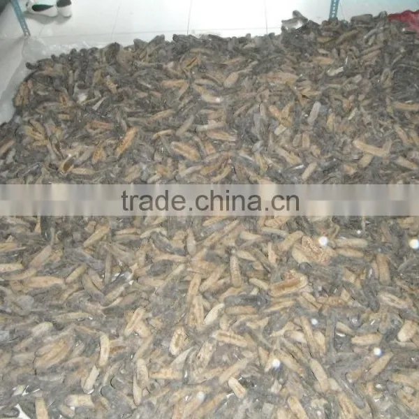 Tiger Sea Cucumber Vietnam, Black Zsand Fish, Holothuria Spp photo-6
