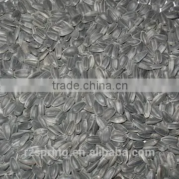 SUNFLOWER SEED ,SUNFLOWER SEED KERNLES photo-2