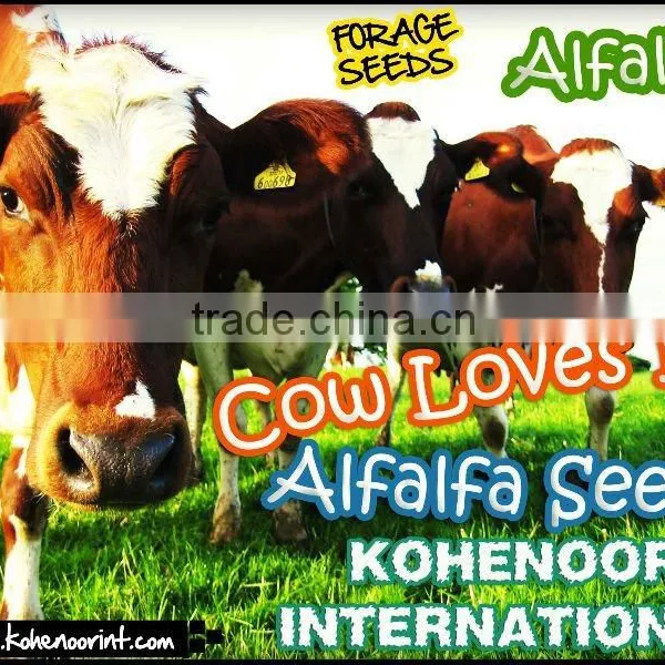 Top Quality Pakistan Kohenoor A1 Alfalfa Seed photo-6