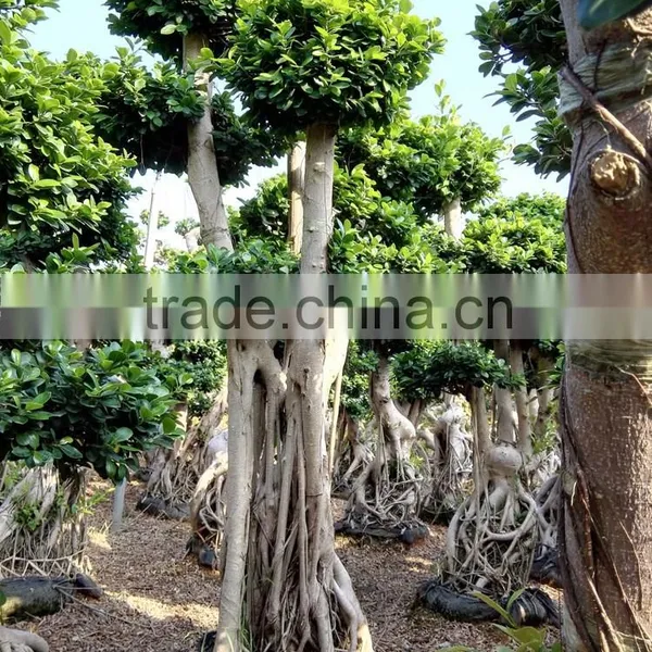Woody Large Indoor Plants for Sale photo-2