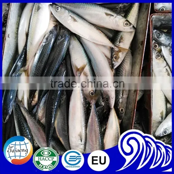 Frozen Seafood Mackerel Products