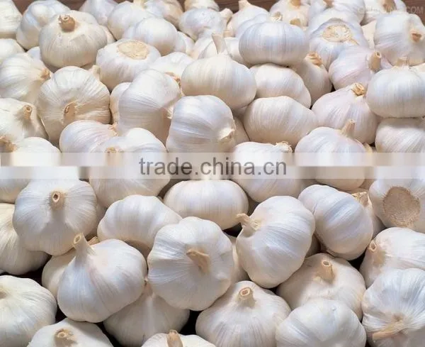 High Quality Fresh Garlic for Sale