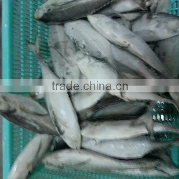 Horse Mackerel