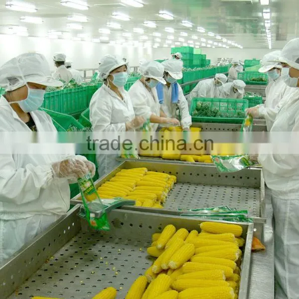 Sweet Corn photo-5