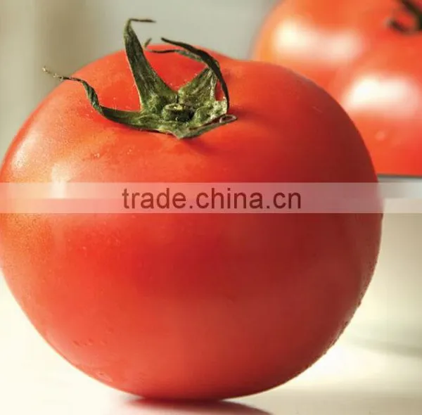 Instant Tomato Powder Hot Selling photo-2