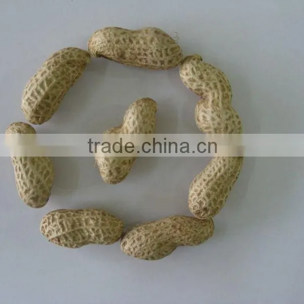 Delicious Organic Taste Peanut in Shell photo-2