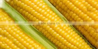 YELLOW CORN