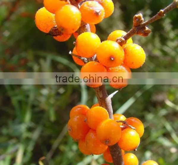 Certificated Seabuckthorn Berry Oil photo-4