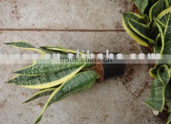 Sansevieria Trifasciata