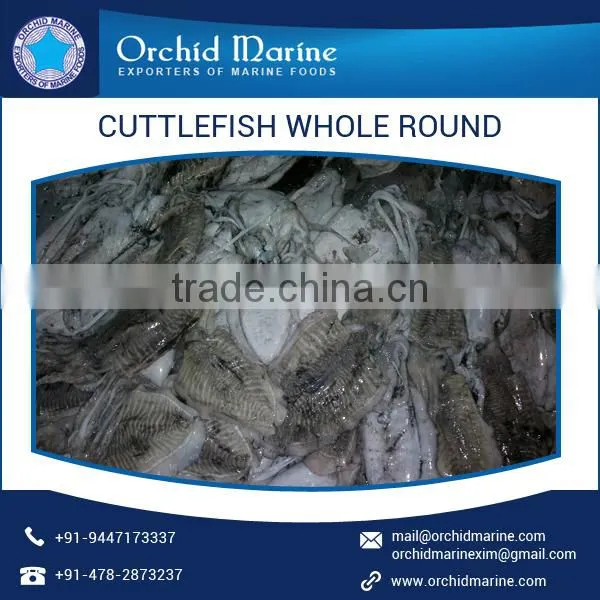 Hygienically Packed Cuttlefish Whole Round With No Added Preservatives photo-5