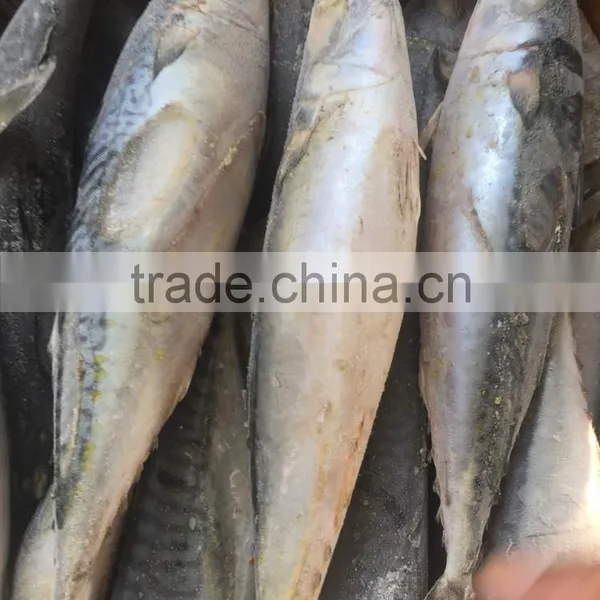 Grade A , SEAFROZEN PACIFIC MACKEREL SIZE 500+ photo-4