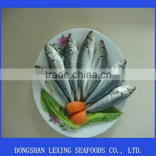 Frozen WR IQF Horse Mackerel photo-2