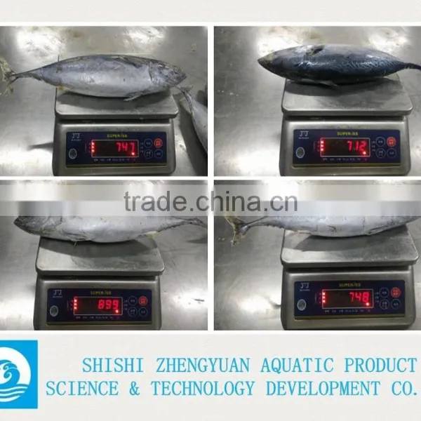 Frozen Bonito Frozen Tuna Fish photo-2