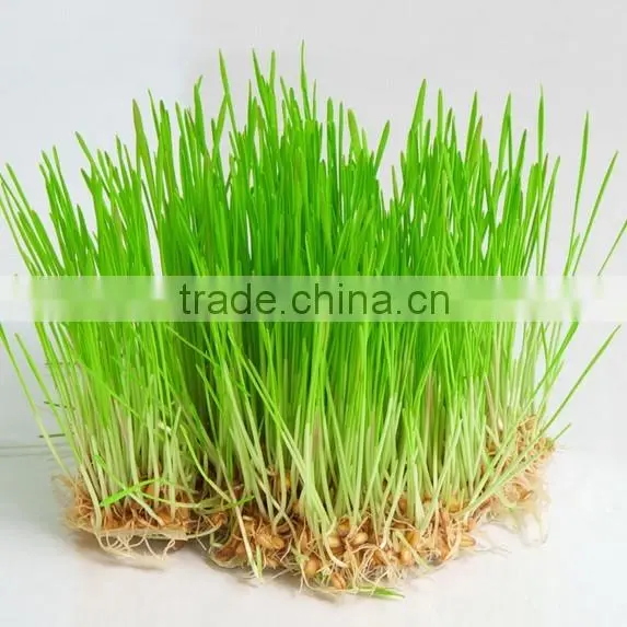 Superior Quality Wheat Grass Powder For Sales photo-3