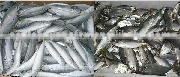 Land Frozen Small Size Horse Mackerel or Sacd photo-6
