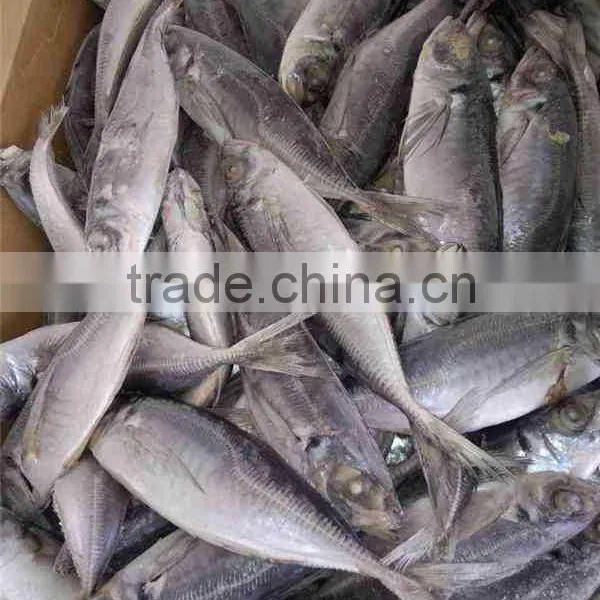 4-6 Pcs per kg 20cm up Horse Mackerel photo-2