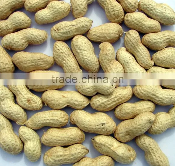Good Peanut Kernel 24/28 Blanched Peanuts 25/29 //peanuts 40/50 photo-4