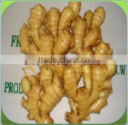 Selected Ginger / Shandong Ginger Stock