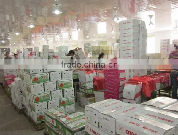Chines Bulk Fresh Carrots Fresh Carrot Price photo-4