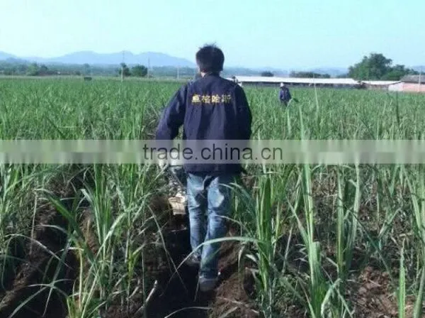 Modern Gear Transmission Sugarcane Agriculture Machine Tillage Weeding Machine photo-2