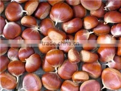 High Quality Fresh Chestnuts for Sale photo-4