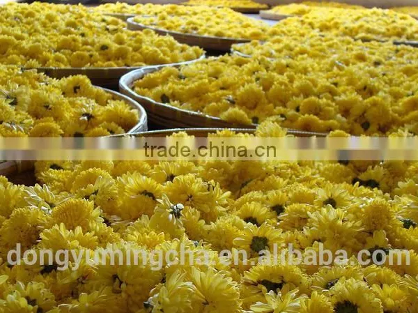 Chinese Medicine Herbs Herbal Green Tea in Chinese Chrysanthemum Tea photo-6