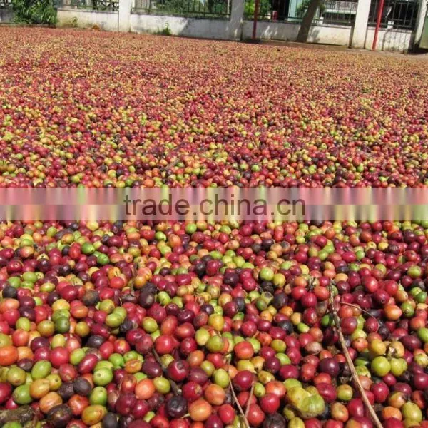 ROBUSTA COFFEE HIGH QUALITY photo-4