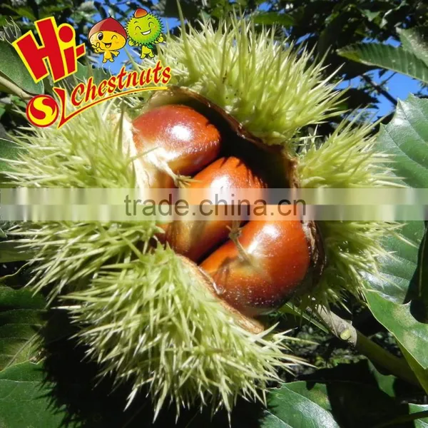 Medium Size Fresh Chinese Organic Chestnut photo-2