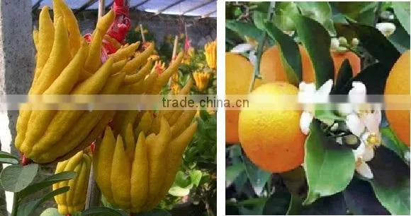 BERGAMOT OIL (PURE & NATURAL) , QUALITY ASSURANCE