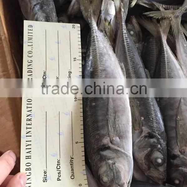 2016 Landing Sea Frozen Horse Mackerel 20cm+