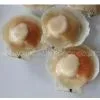 Frozen Half Shell Sea Scallop