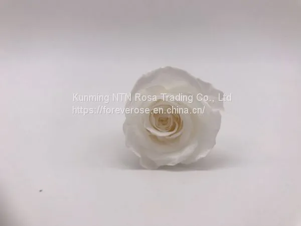 Wholesale3-4cm Elegant Real Touch Preserved Rose Flower photo-2
