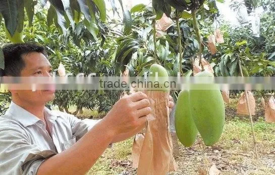 Malaysia Vietnam Sri Lanka Kraft Paper Mango Protection Bag photo-4
