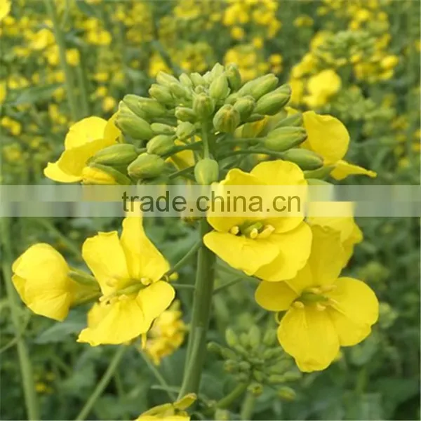 100% Non-Gmo Refined Rapeseed Oil Canola Oil photo-4