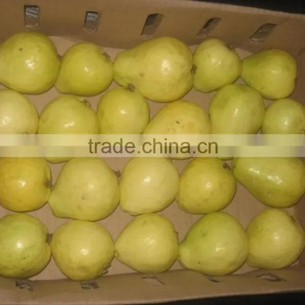 Fresh Guava photo-3