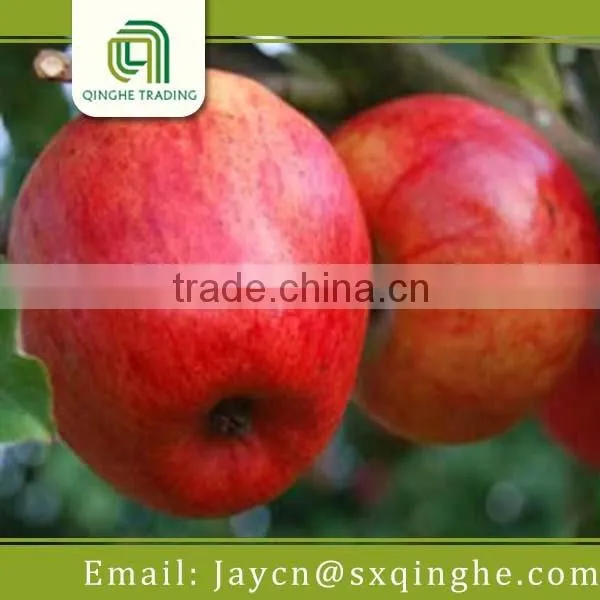 Red Delicious Fresh Star Apple Fruit for Sale photo-3