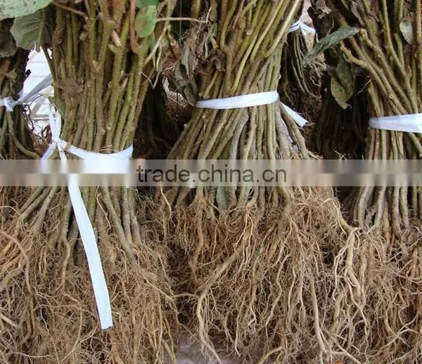 Kiwifruit Tree Seedling photo-3