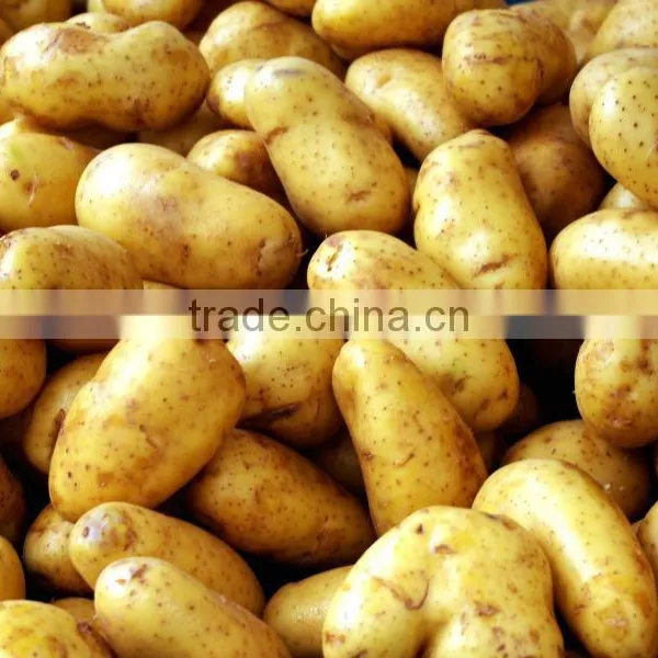 Dutch Potatoes/Pomme de Terre Hollandais photo-4