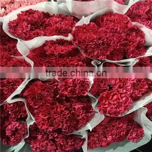 Real Touch Carnation Flowers Cut for Wholesale photo-3