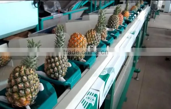 Pitaya Grading Machine Sorter Grader photo-2