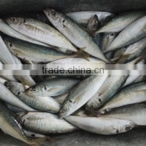 Frozen Horse Mackerel Hot Sale Fresh Fish Made in China photo-2