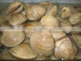 Cherry Stone photo-4