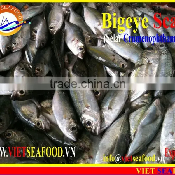 FROZEN BIGEYE SCAD WHOLE ROUND photo-5